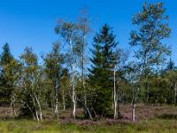 Birkenhain, Tanne und blühende Besenheide